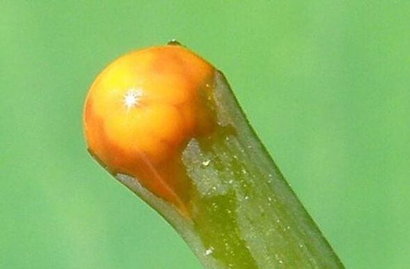 papillomların tedavisinde kırlangıçotunun özellikleri